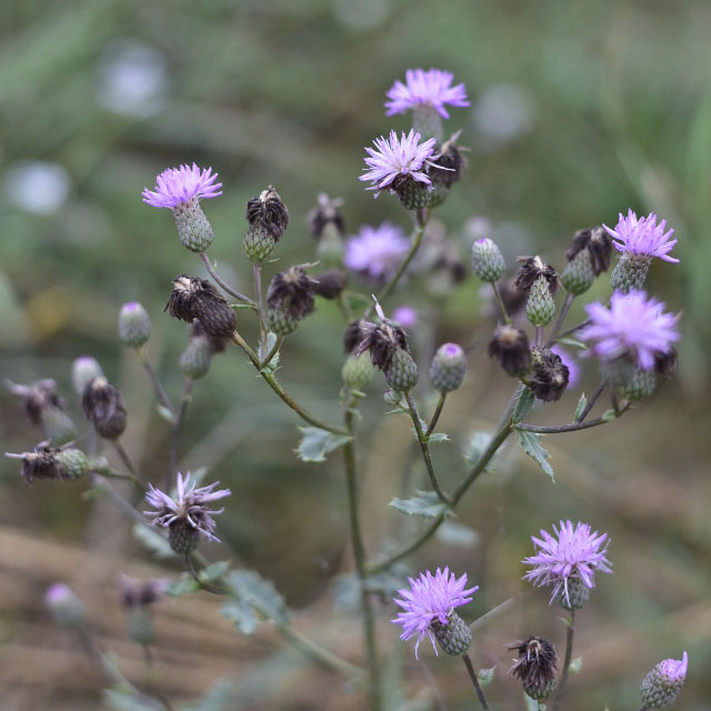 Photographie Plante