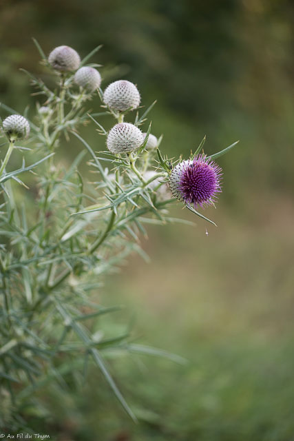 Photographie Plante