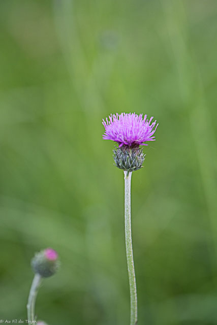 Photographie Plante
