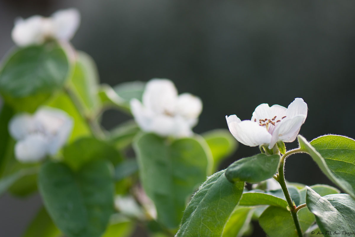 Photographie Plante