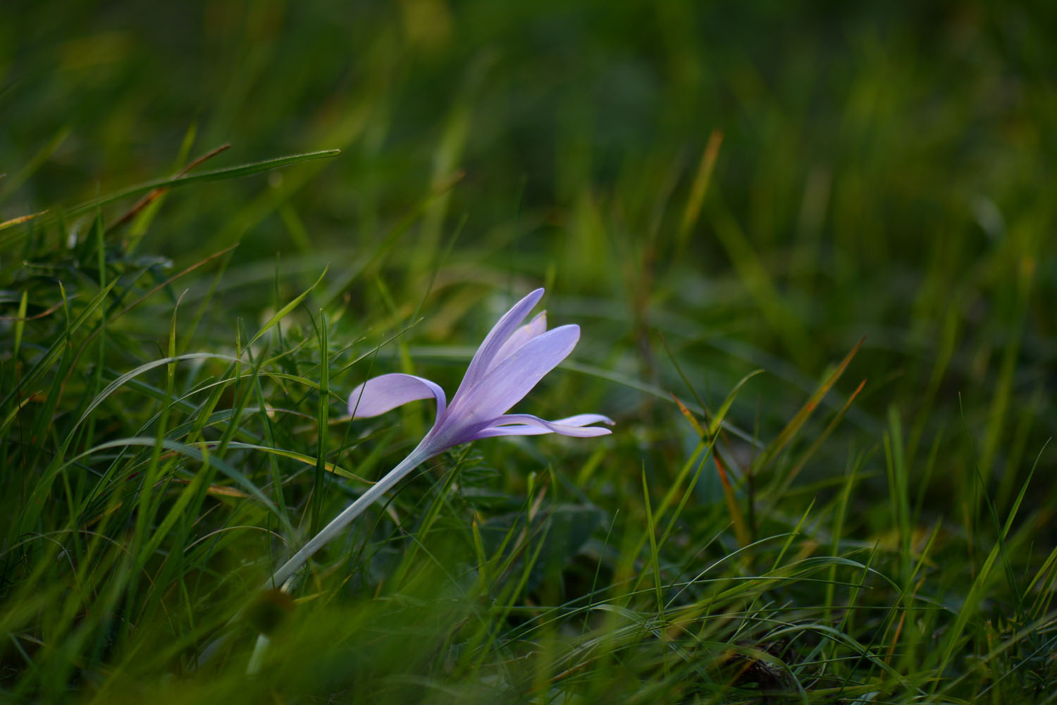Photographie Plante