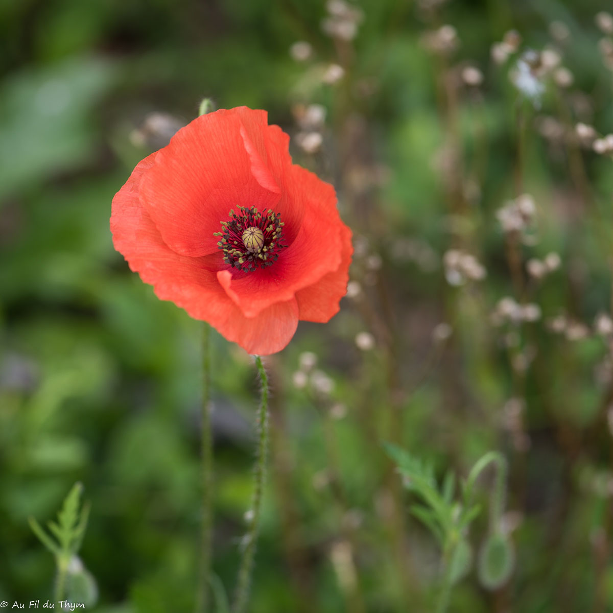 Photographie Plante
