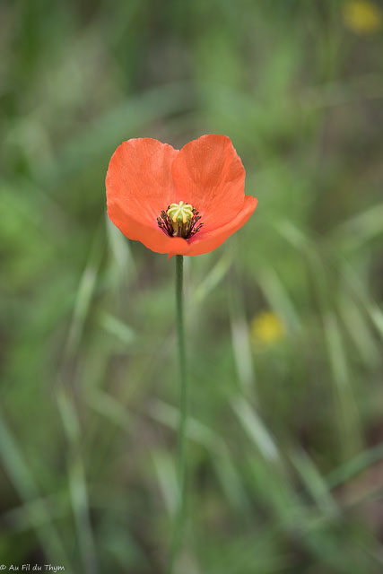 Photographie Plante
