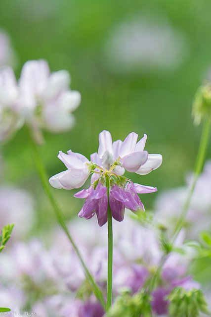 Photographie Plante
