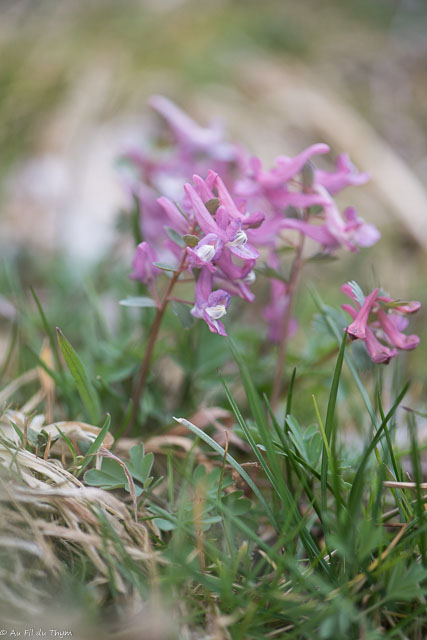 Photographie Plante
