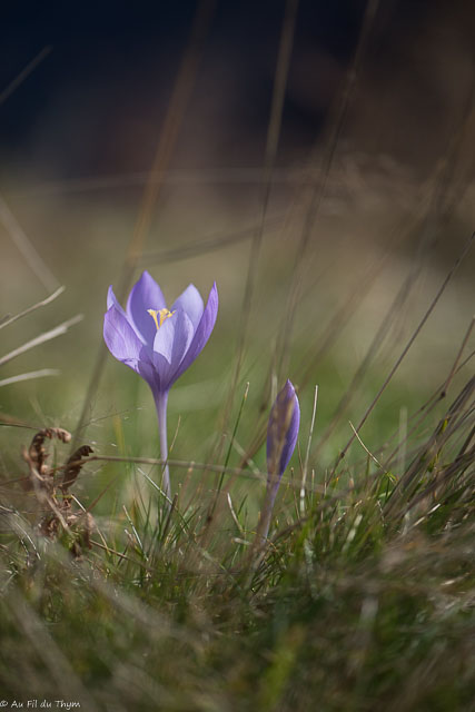 Photographie Plante
