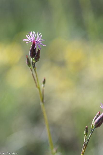 Photographie Plante