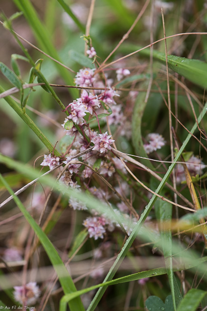 Photographie Plante