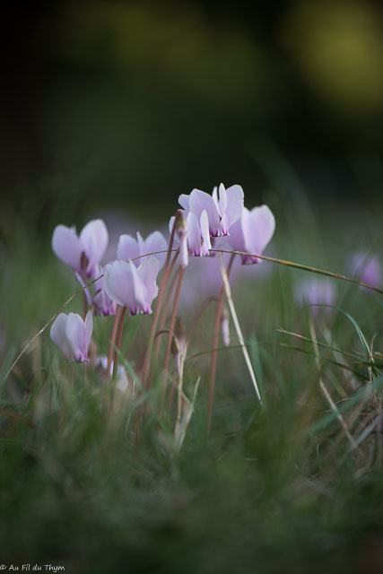 Photographie Plante