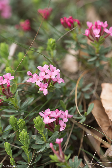 Photographie Plante