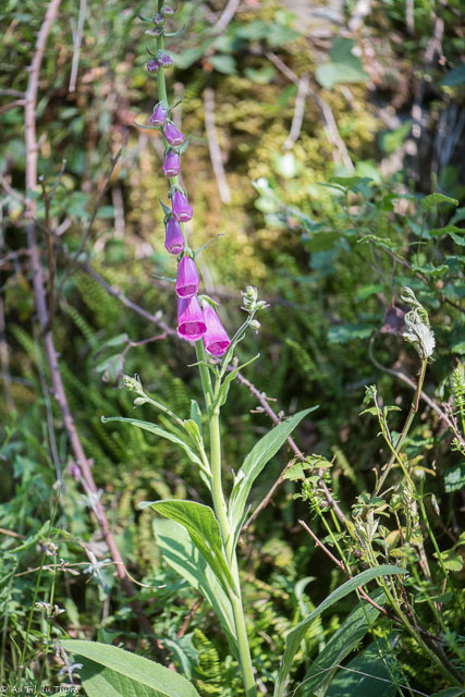 Photographie Plante