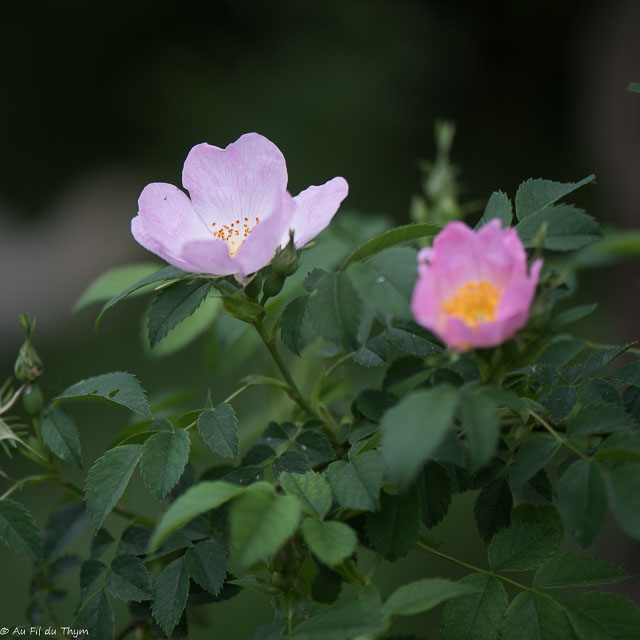 Photographie Plante