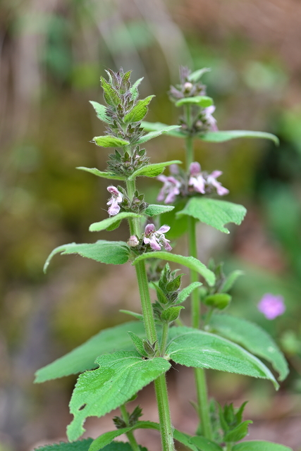 Photographie Plante