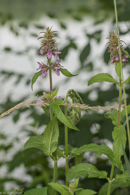 Photographie Plante