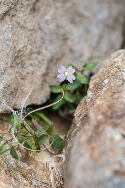 Photographie Plante