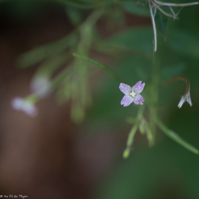Photographie Plante