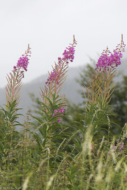 Photographie Plante