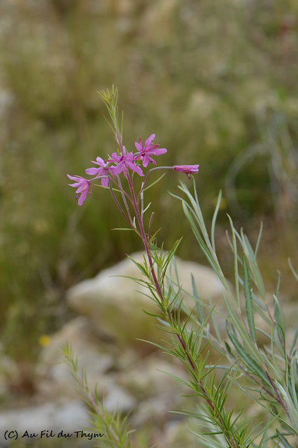 Photographie Plante