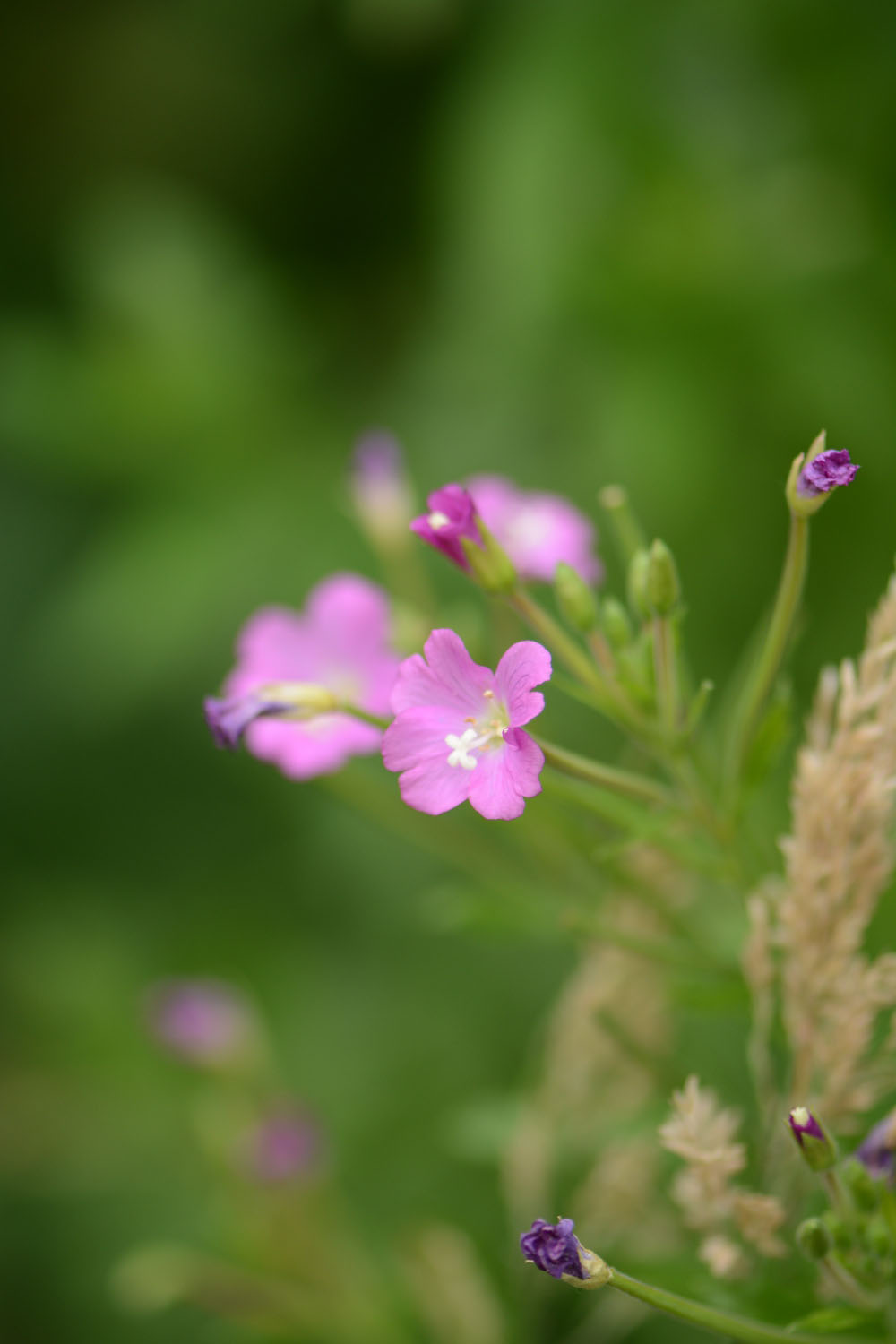 Photographie Plante