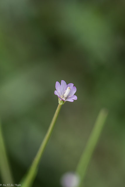Photographie Plante