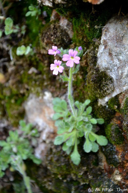 Photographie Plante
