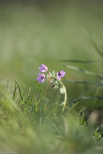 Photographie Plante