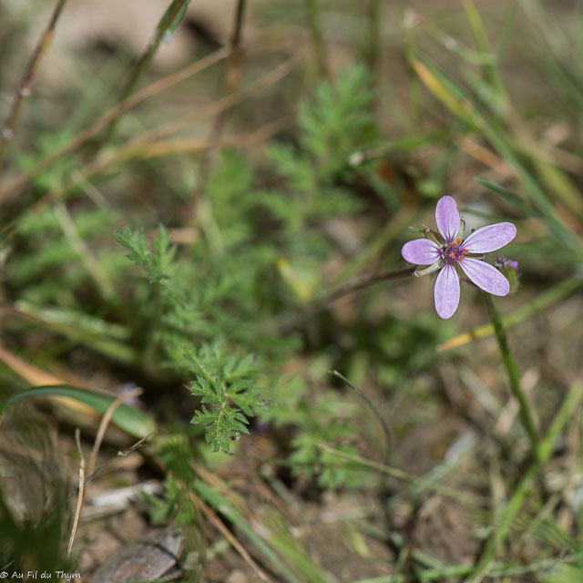 Photographie Plante