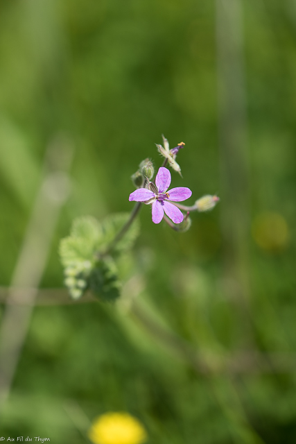 Photographie Plante
