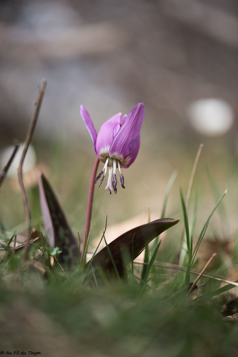 Photographie Plante