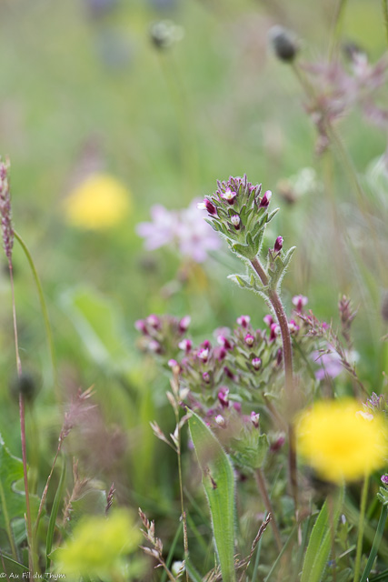Photographie Plante