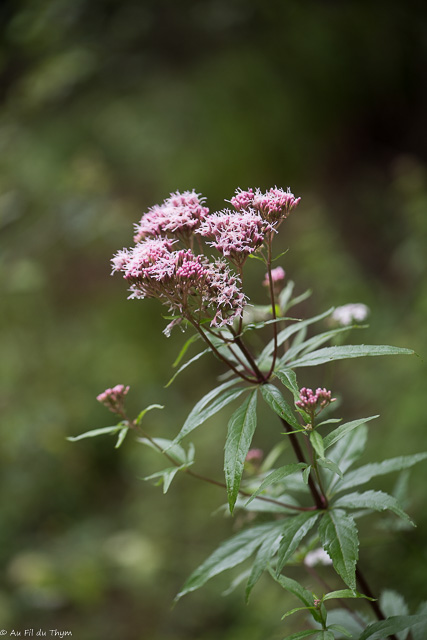 Photographie Plante