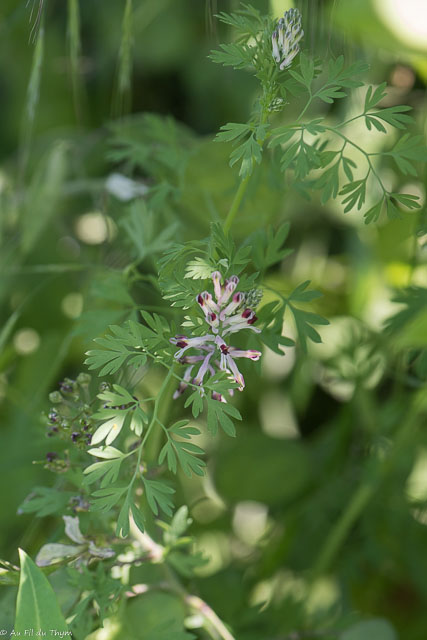 Photographie Plante