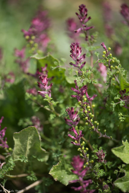 Photographie Plante