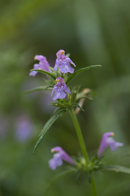 Photographie Plante