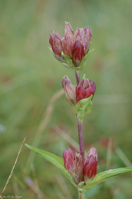 Photographie Plante