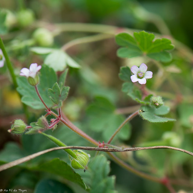 Photographie Plante