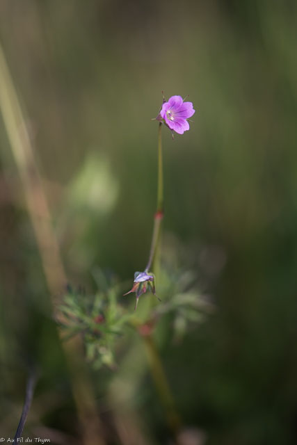 Photographie Plante