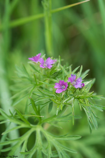 Photographie Plante