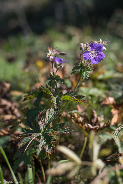 Photographie Plante