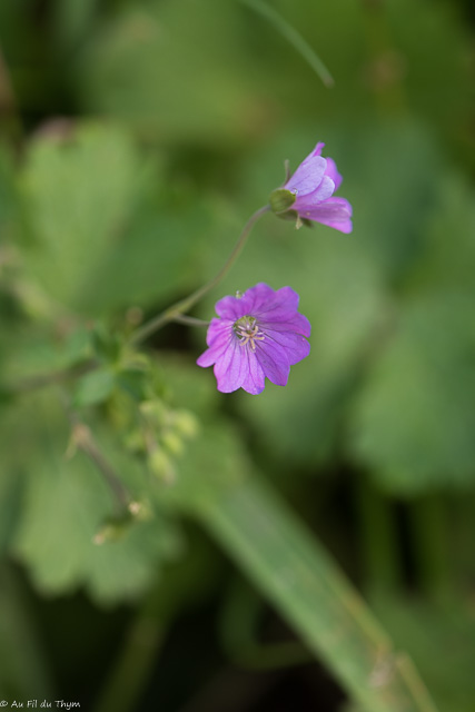Photographie Plante