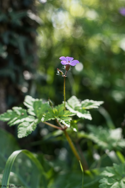 Photographie Plante