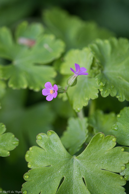 Photographie Plante