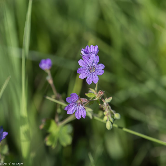 Photographie Plante