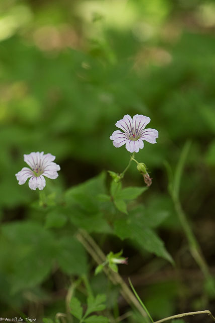 Photographie Plante