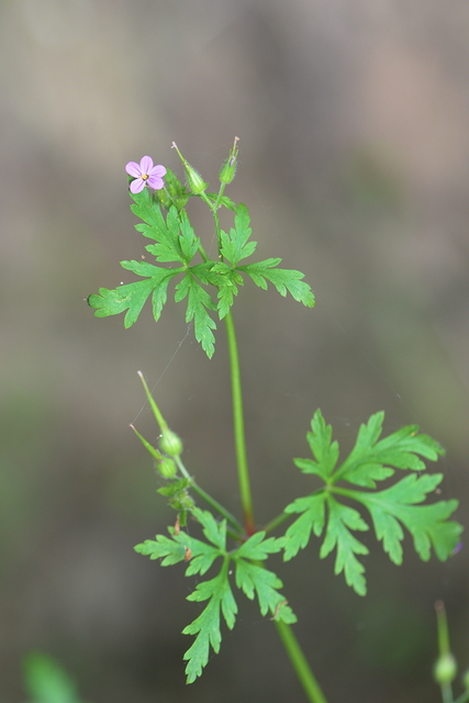 Photographie Plante