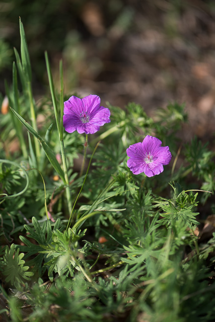 Photographie Plante