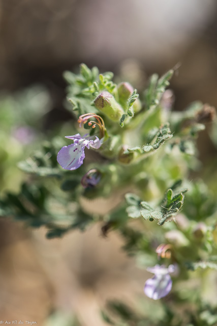 Photographie Plante