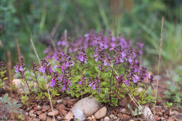 Photographie Plante