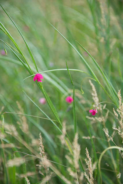 Photographie Plante