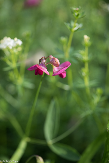 Photographie Plante